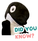 orca-did you know